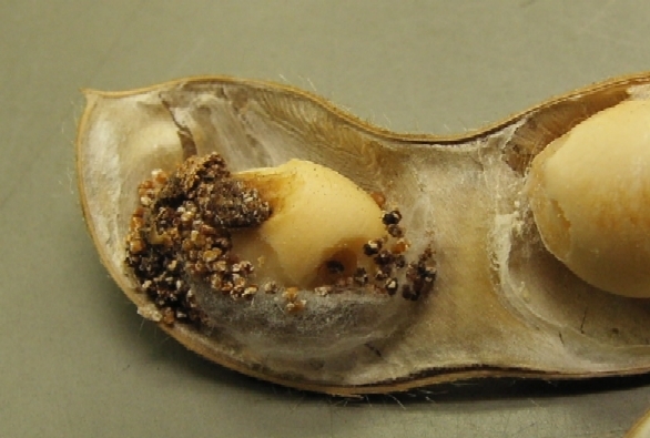 シロイチモジマダラメイガ被害8