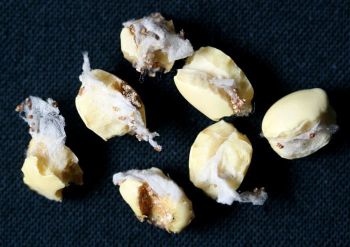 シロイチモジマダラメイガ被害9