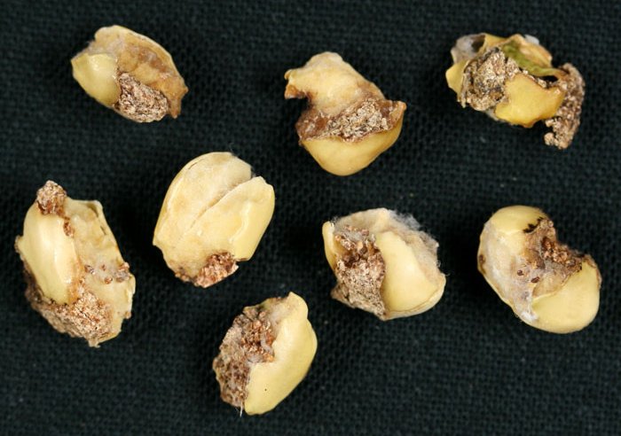 シロイチモジマダラメイガ被害10