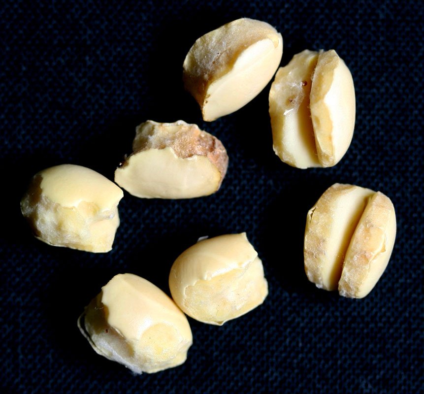 シロイチモジマダラメイガ被害11