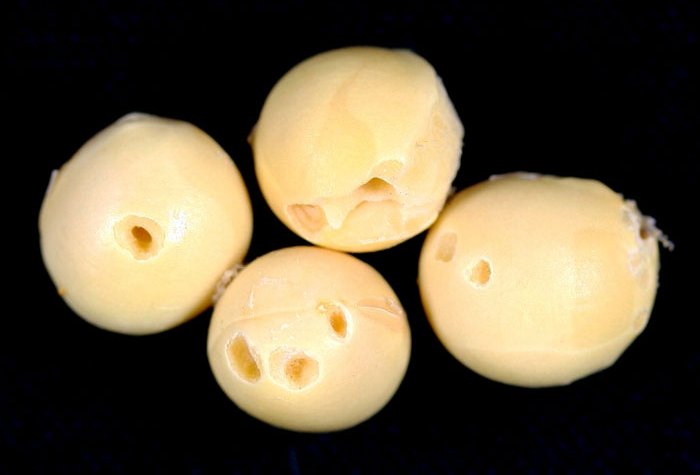 シロイチモジマダラメイガ被害13