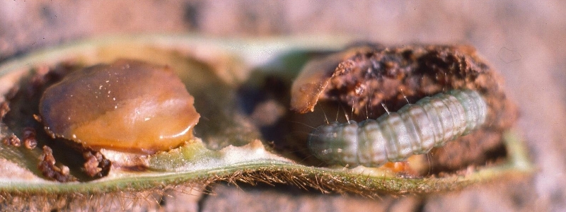 シロイチモジマダラメイガ形態1