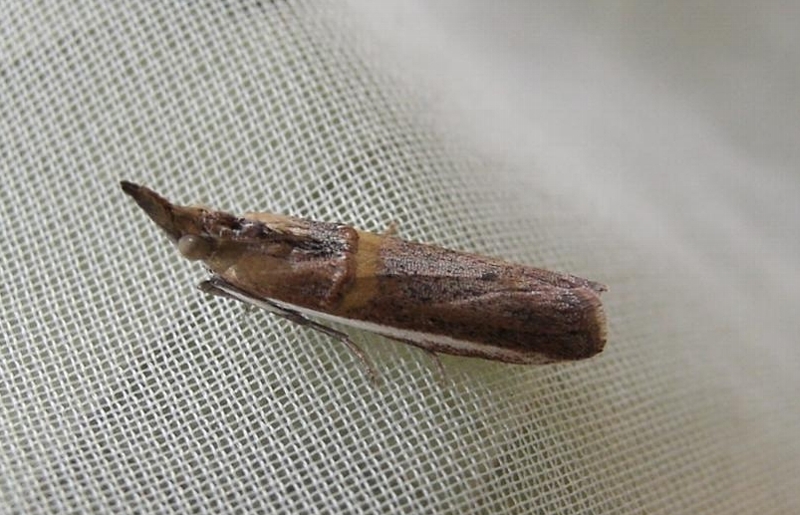 シロイチモジマダラメイガ形態2