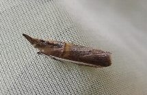 シロイチモジマダラメイガ形態2