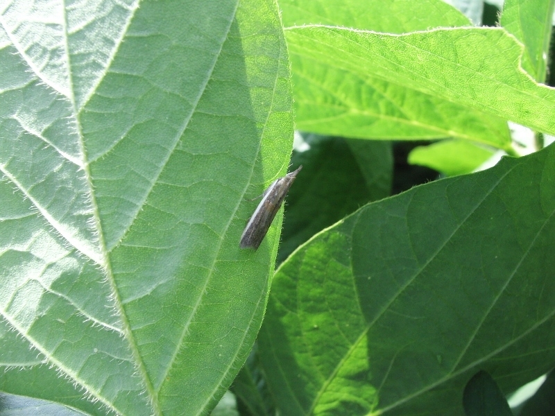 シロイチモジマダラメイガ形態3