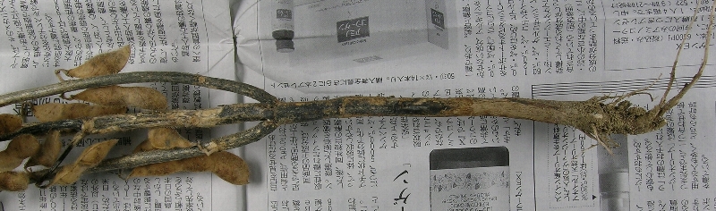 ダイズ炭腐病 病原1