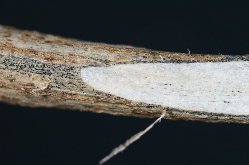 ダイズ炭腐病 病原2