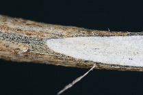 ダイズ炭腐病病徴2