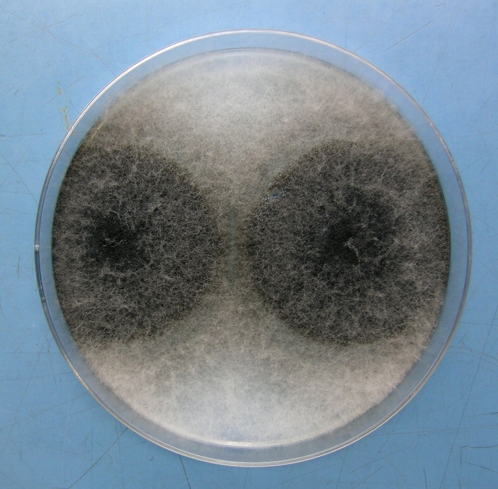 ダイズ炭腐病 病原1