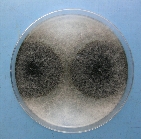 ダイズ炭腐病病原1