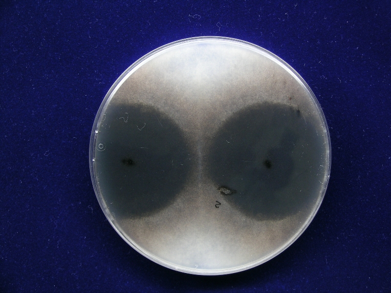 ダイズ炭腐病 病原2