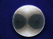 ダイズ炭腐病病原2