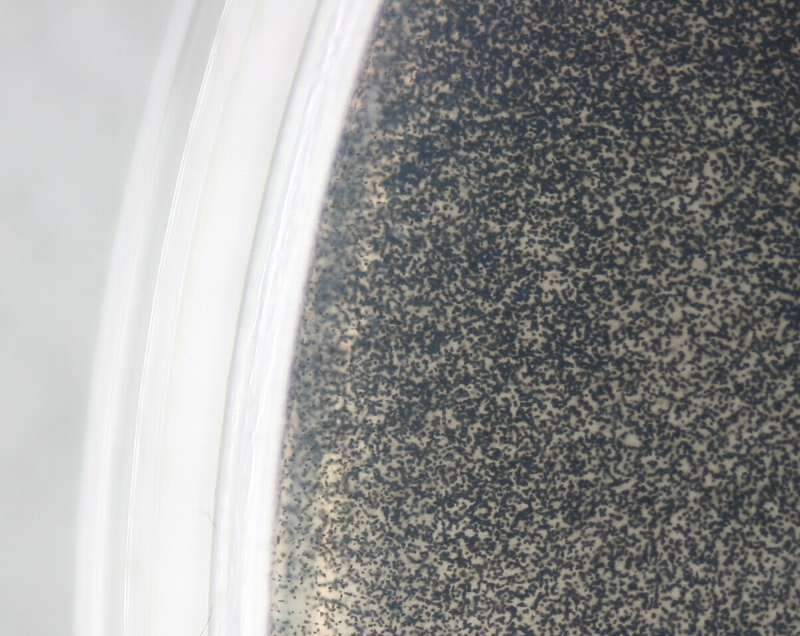 ダイズ炭腐病 病原3