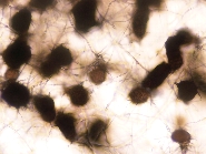 ダイズ炭腐病病原4