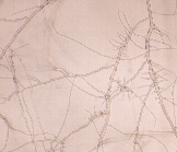 ダイズ炭腐病病原5