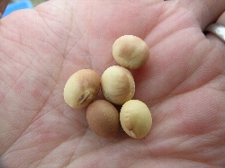 ウィルス病またはモザイク病