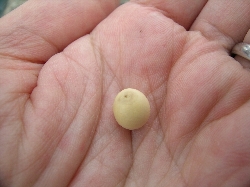 子実吸汁性カメムシ類