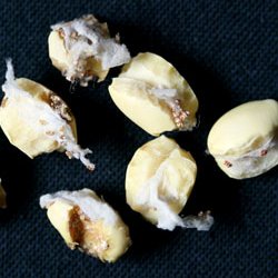 シロイチモジマダラメイガ