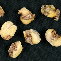 シロイチモジマダラメイガ