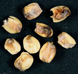 シロイチモジマダラメイガ