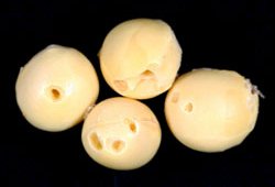 シロイチモジマダラメイガ