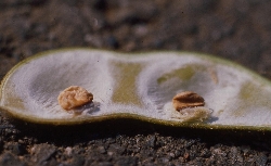 子実吸汁性のカメムシ類