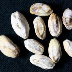 原因不明(種子1)