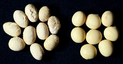 原因不明(種子2)