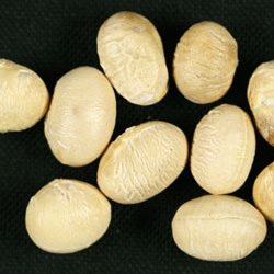 原因不明(種子2)