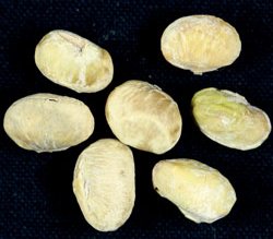 原因不明(種子3)