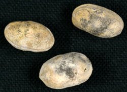 原因不明(種子4)