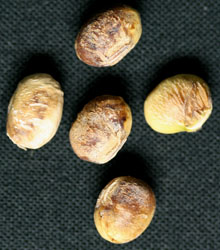 原因不明(種子5)