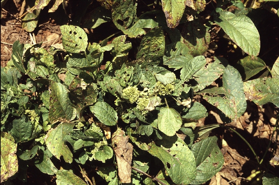 てんぐ巣病 病徴1