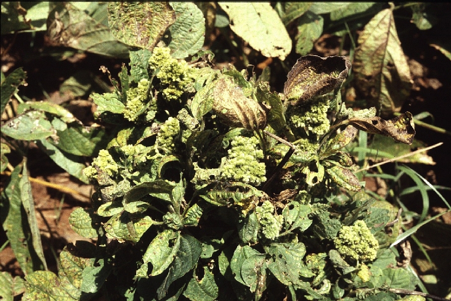 てんぐ巣病 病徴2