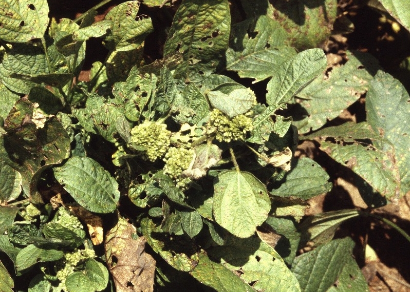 てんぐ巣病 病徴2