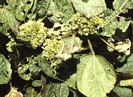 てんぐ巣病病徴3