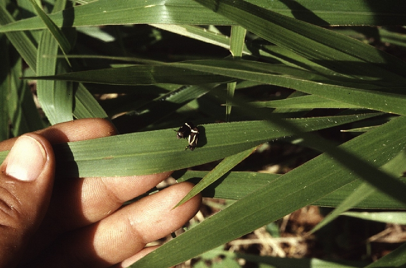 てんぐ巣病 病原1