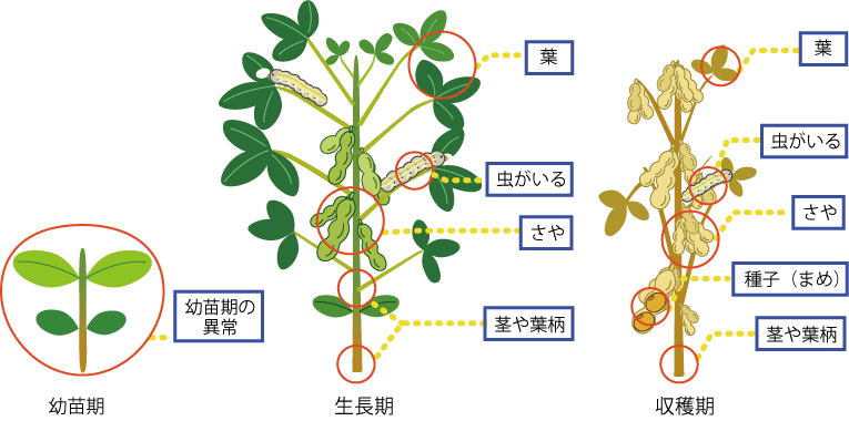 成長段階、部位から診断