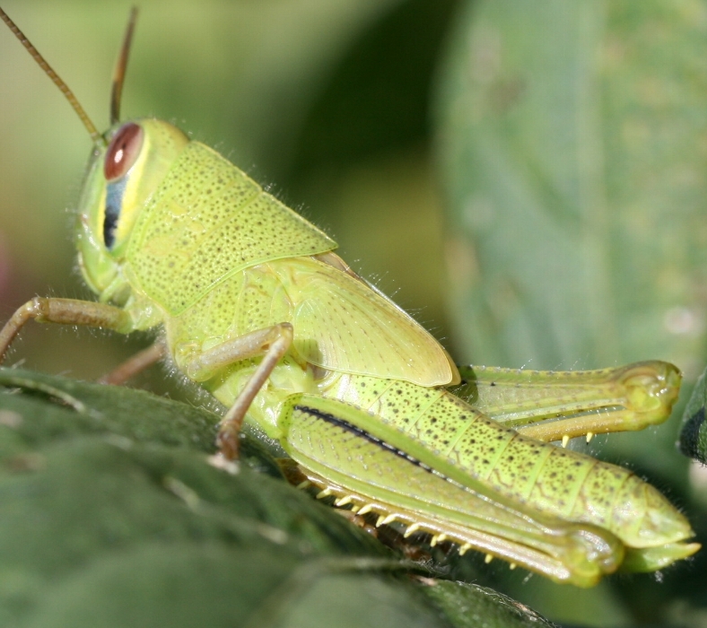 ツチイナゴの形態1