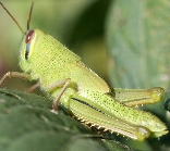 ツチイナゴの形態1