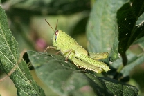 ツチイナゴの形態2