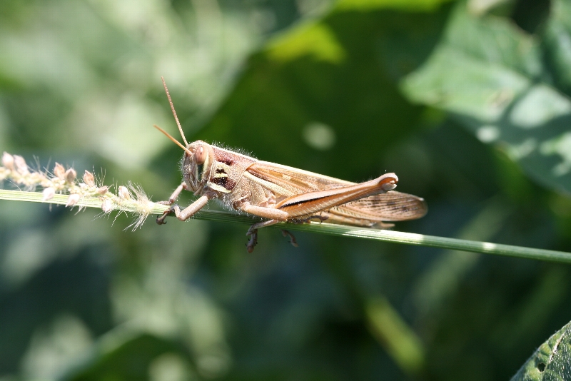 ツチイナゴの形態4