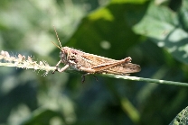 ツチイナゴの形態4