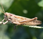 ツチイナゴの形態3