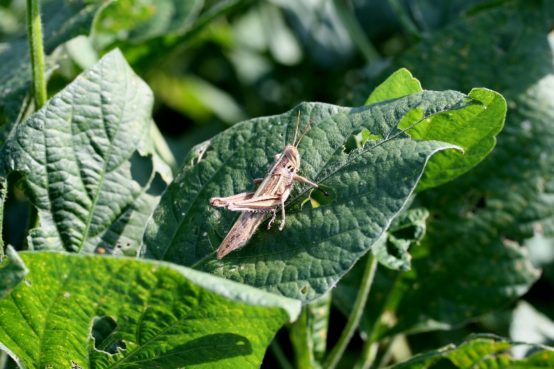 ツチイナゴの形態6