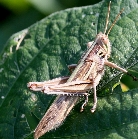 ツチイナゴの形態5