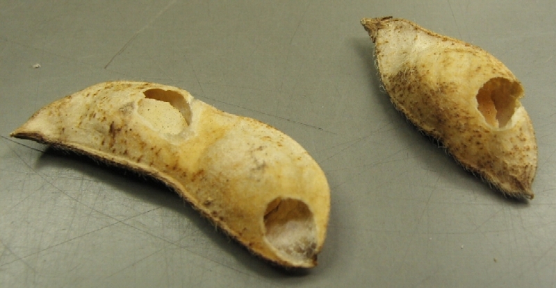 ツメクサガの被害1