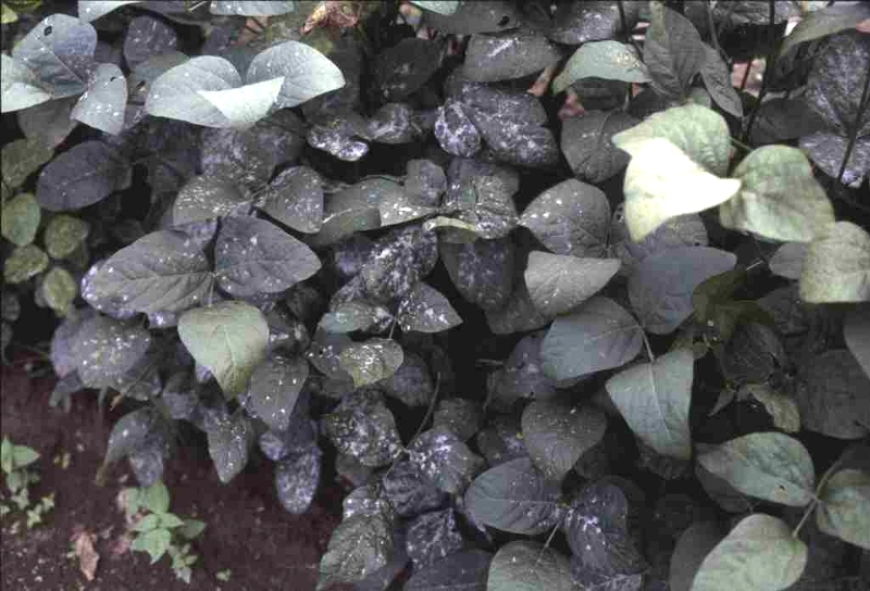 ダイズうどんこ病病徴1