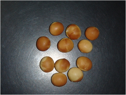 ウイルス病 病徴1