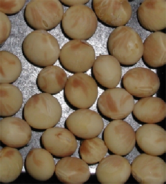 ウイルス病 病徴2